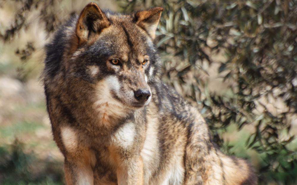 Lobo-ibérico 