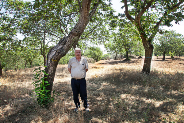 Dinis Pereira