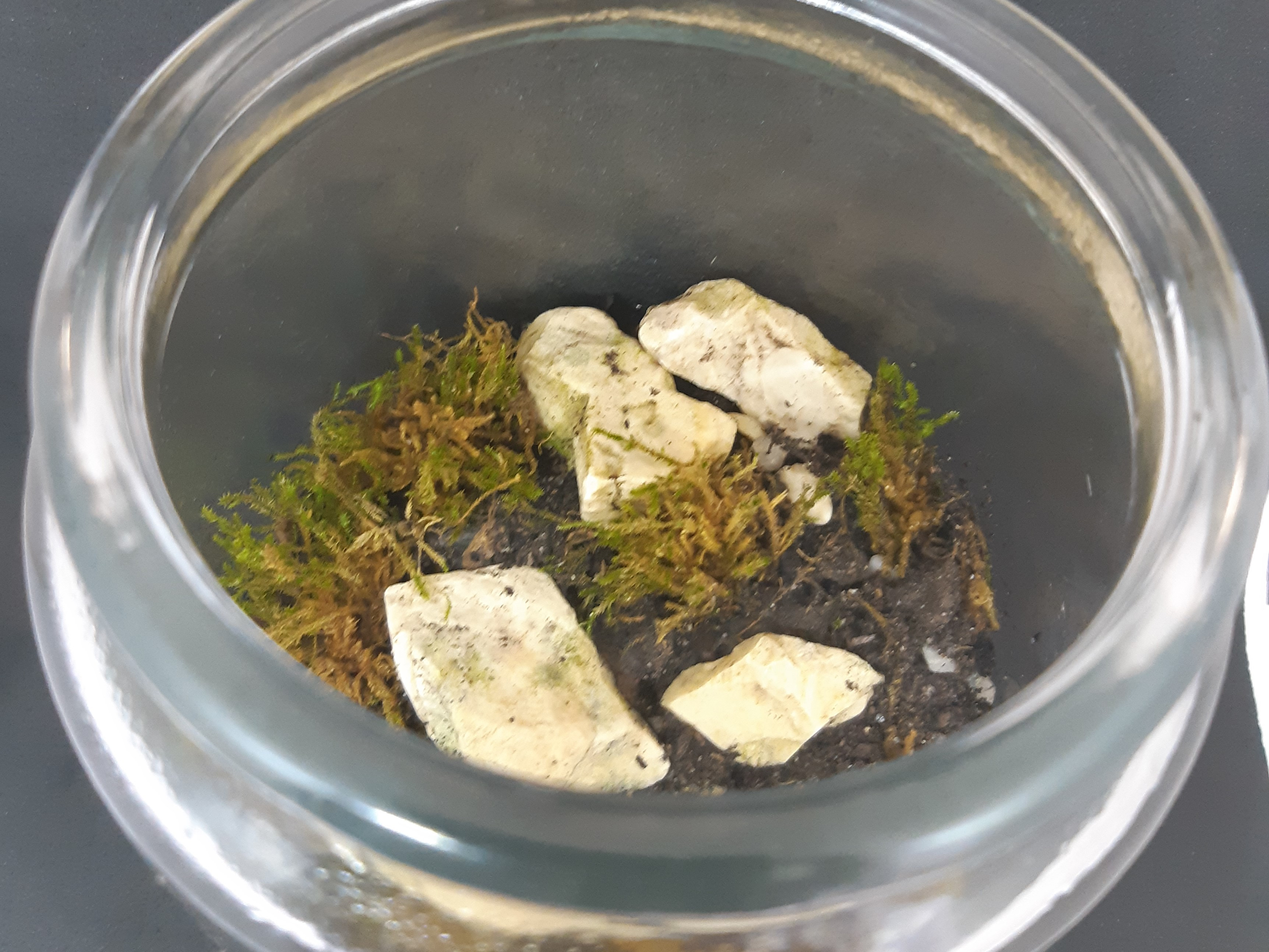 Science in a plant terrarium