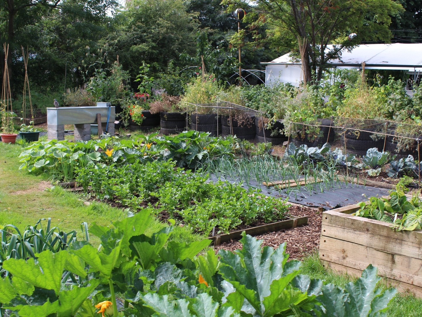 A vegetable garden in your balcony