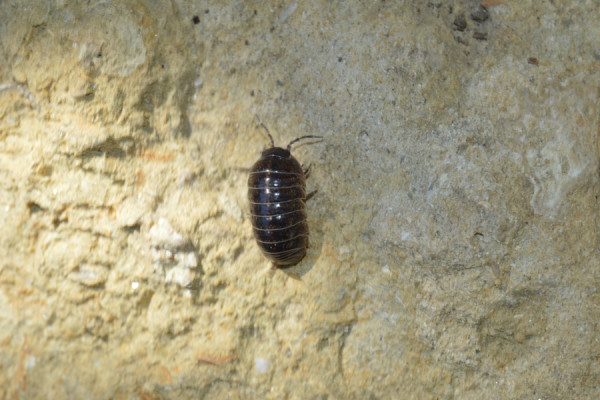 Coisa Velha - Até hoje não sei que bicho é este! Mas gostava