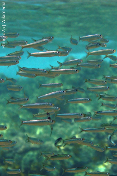 Sardinha