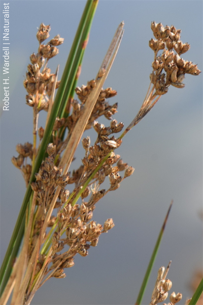 Junco-das-esteiras