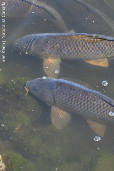 Carpa-comum
