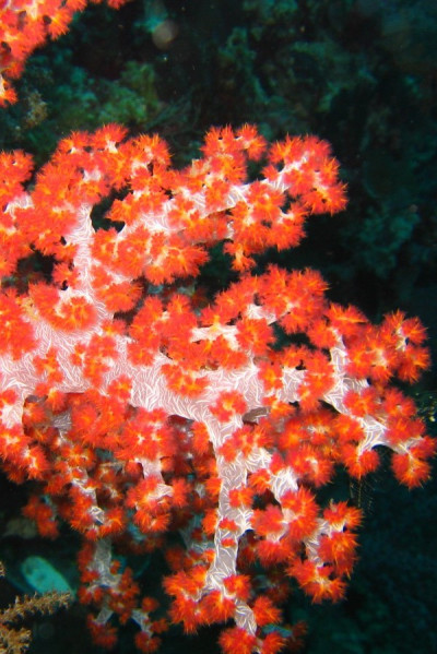Coral-vermelho